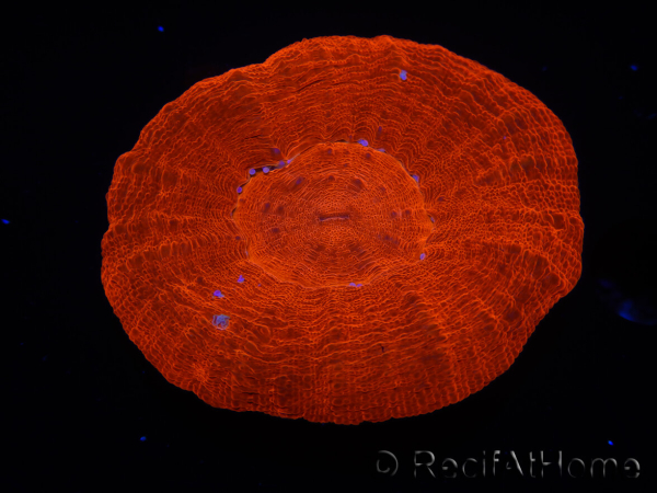 WYSIWYG Homophyllia australis (ex Scolymia) UFO 12 (3 cm)