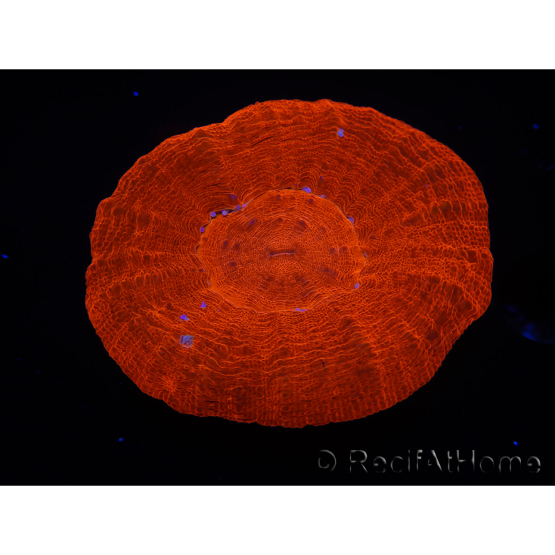 WYSIWYG Homophyllia australis (antes Scolymia) UFO 12 (3 cm)