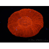 WYSIWYG Homophyllia australis (antes Scolymia) UFO 12 (3 cm)