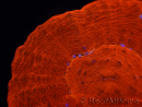 WYSIWYG Homophyllia australis (ex Scolymia) UFO 12 (3 cm)