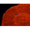 WYSIWYG Homophyllia australis (ex Scolymia) UFO 12 (3 cm)