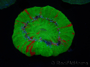 WYSIWYG Homophyllia australis (formerly Scolymia) Warpaint 1 (5 cm)