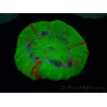 WYSIWYG Homophyllia australis (ehemals Scolymia) Warpaint 1 (5 cm)