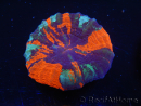 WYSIWYG Homophyllia australis (ex Scolymia) Bleeding Apple 3 (4.5 cm)