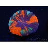 WYSIWYG Homophyllia australis (ex Scolymia) Bleeding Apple 3 (4.5 cm)