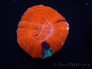 WYSIWYG Homophyllia australis (formerly Scolymia) Warpaint 11 (4 cm)