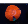 WYSIWYG Homophyllia australis (ehemals Scolymia) Warpaint 11 (4 cm)
