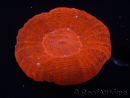 WYSIWYG Homophyllia australis (ex Scolymia) UFO 12 (3 cm)