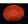 WYSIWYG Homophyllia australis (antes Scolymia) UFO 12 (3 cm)