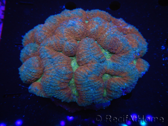 WYSIWYG - Lobophyllia sp 7E5 (5 cm)
