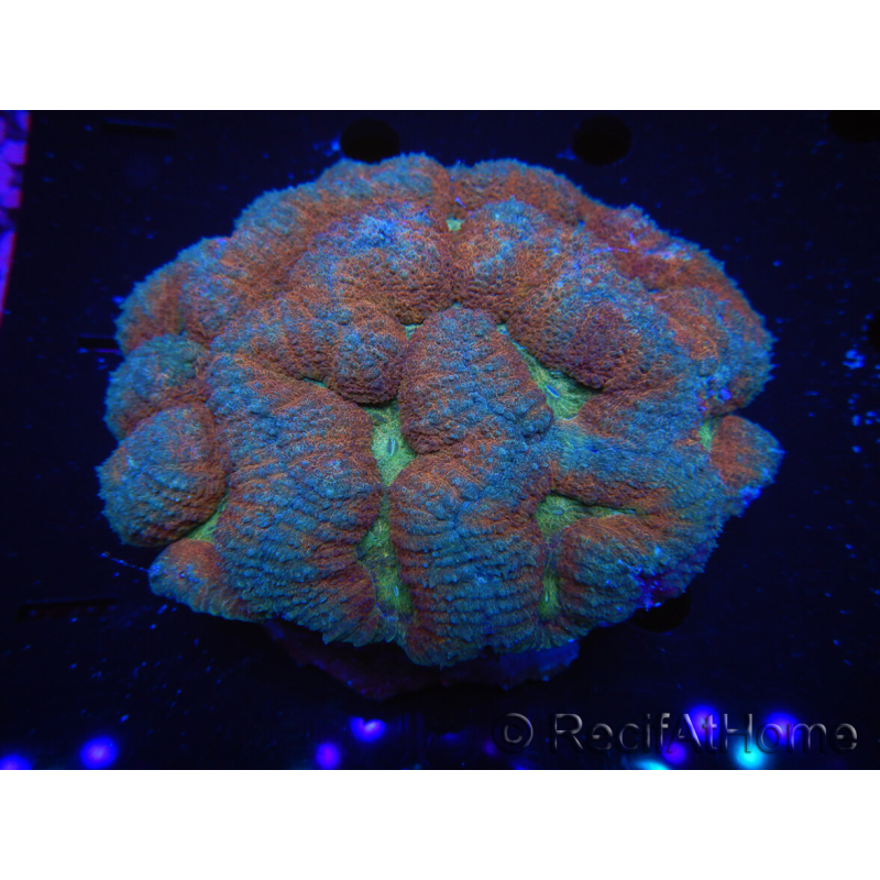 WYSIWYG - Lobophyllia sp 7E5 (5 cm)