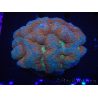 WYSIWYG - Lobophyllia sp 44 (5 cm)