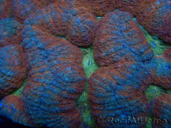 WYSIWYG - Lobophyllia sp 7E5 (5 cm)