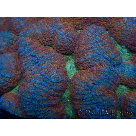 WYSIWYG - Lobophyllia sp 44 (5 cm)