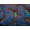 WYSIWYG - Lobophyllia sp 44 (5 cm)