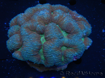 WYSIWYG - Lobophyllia sp 44 (5 cm)