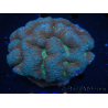 WYSIWYG - Lobophyllia sp 44 (5 cm)