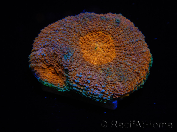 WYSIWYG Acanthastrea subechinata 12K1