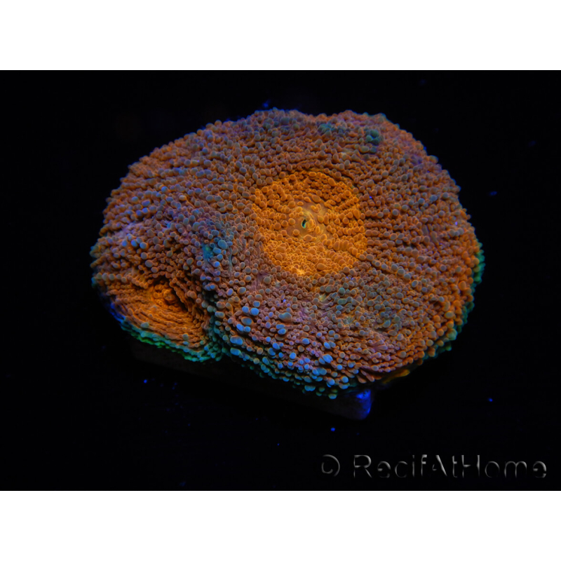 WYSIWYG Acanthastrea subechinata 12K1