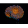 WYSIWYG Acanthastrea subechinata 1