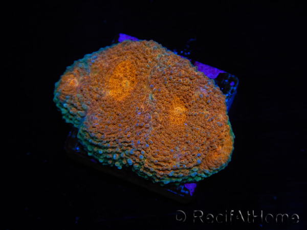 WYSIWYG Acanthastrea subechinata 2