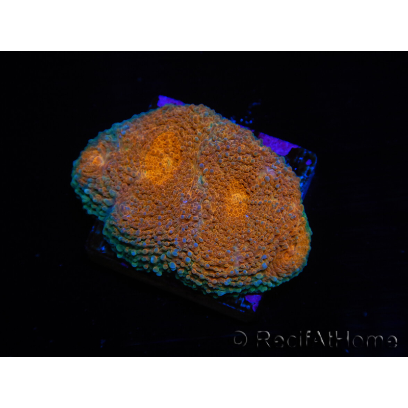 WYSIWYG Acanthastrea subechinata 2