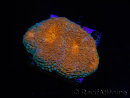 WYSIWYG Acanthastrea subechinata 2