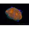 WYSIWYG Acanthastrea subechinata 2