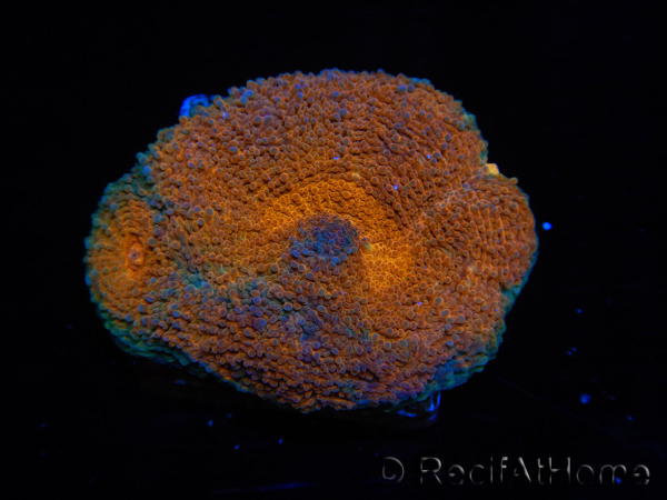 WYSIWYG Acanthastrea subechinata 3