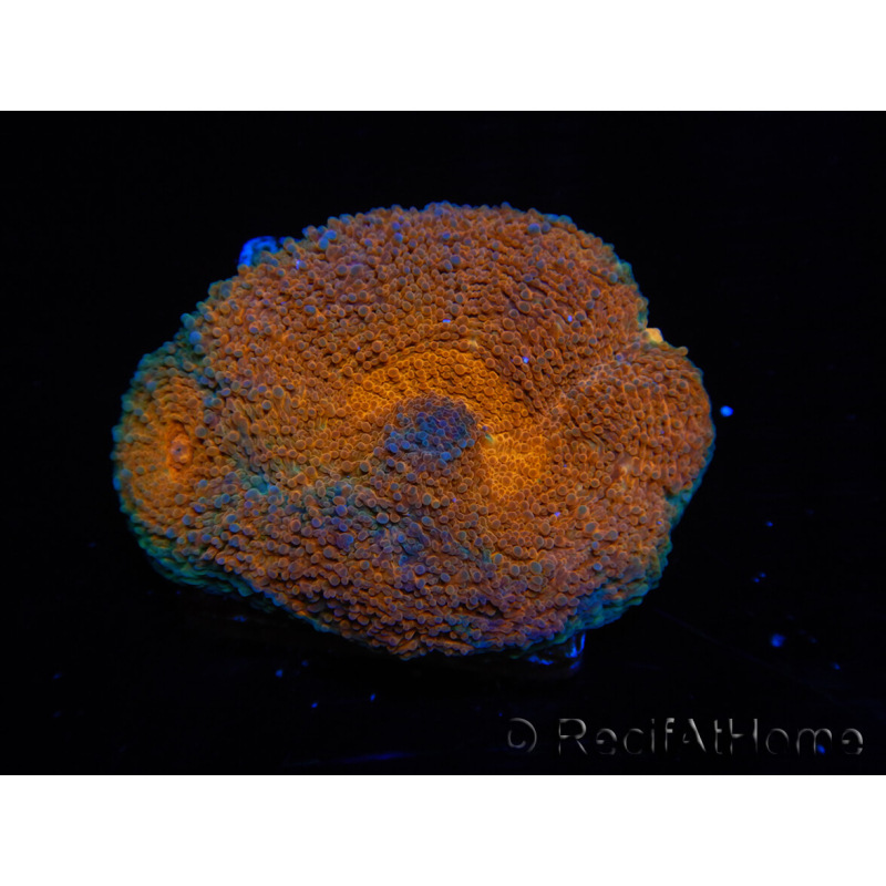 WYSIWYG Acanthastrea subechinata 12K3