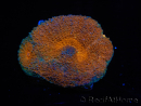 WYSIWYG Acanthastrea subechinata 12K3
