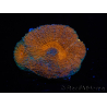 WYSIWYG Acanthastrea subechinata 12K3