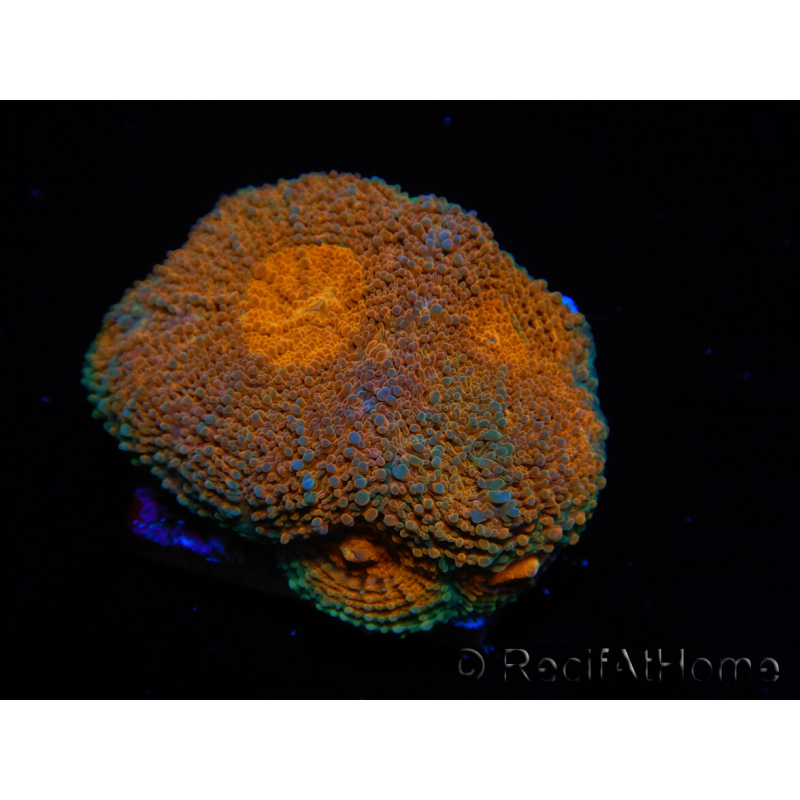 WYSIWYG Acanthastrea subechinata 4