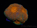WYSIWYG Acanthastrea subechinata (5 cm) 12J4