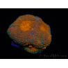 WYSIWYG Acanthastrea subechinata 4