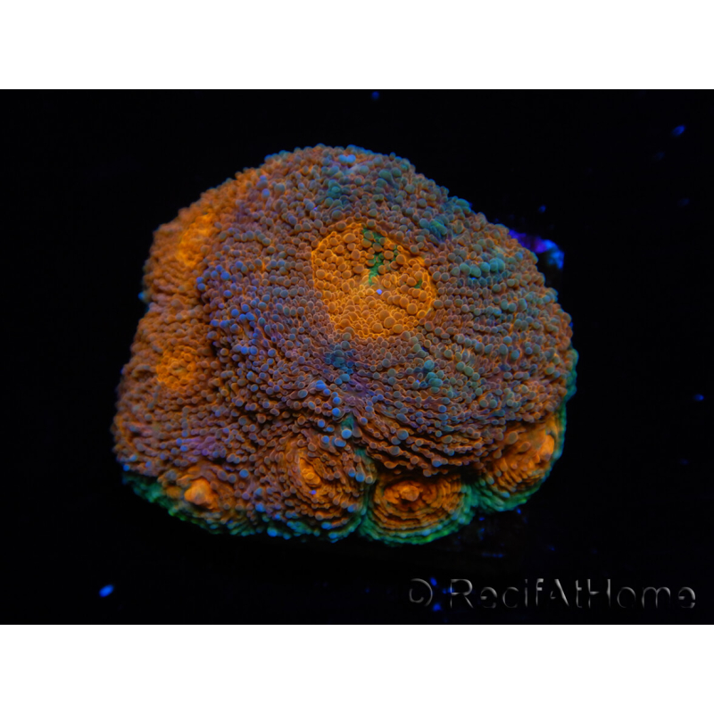 WYSIWYG Acanthastrea subechinata 12K5