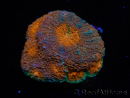 WYSIWYG Acanthastrea subechinata 12K5