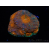 WYSIWYG Acanthastrea subechinata 12K5