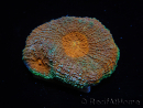 WYSIWYG Acanthastrea subechinata 12K1