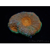 WYSIWYG Acanthastrea subechinata 12K1