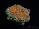 WYSIWYG Acanthastrea subechinata 12J2