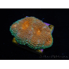 WYSIWYG Acanthastrea subechinata 12J2