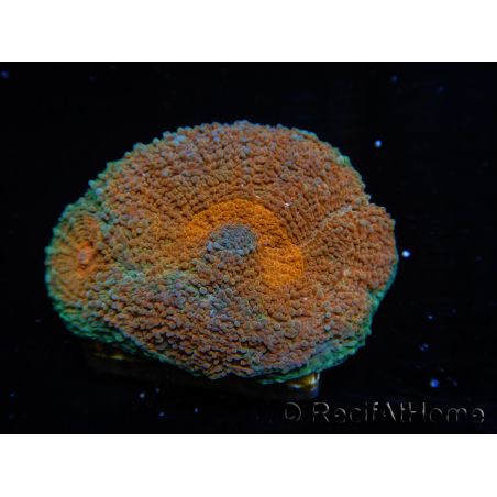 WYSIWYG Acanthastrea subechinata 12K3