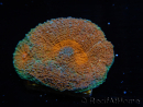 WYSIWYG Acanthastrea subechinata 12K3