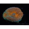 WYSIWYG Acanthastrea subechinata 12K3