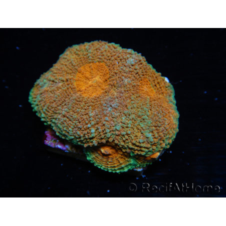 WYSIWYG Acanthastrea subechinata (5 cm) 12J4