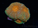 WYSIWYG Acanthastrea subechinata (5 cm) 12J4