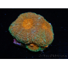 WYSIWYG Acanthastrea subechinata (5 cm) 12J4