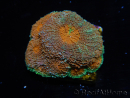 WYSIWYG Acanthastrea subechinata 5