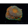 WYSIWYG Acanthastrea subechinata 12K5